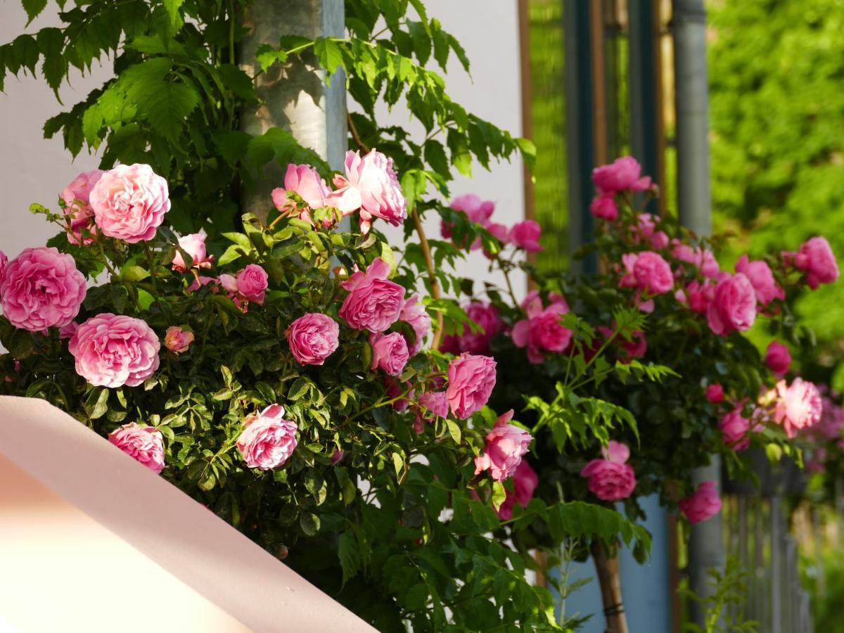 Katrin-Cara Mia Ferienwohnung トリッテンハイム エクステリア 写真